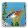 aniPet Freshwater Live WP