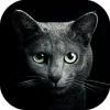 Найди кота