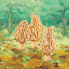 Morels