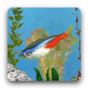 aniPet Freshwater Live WP